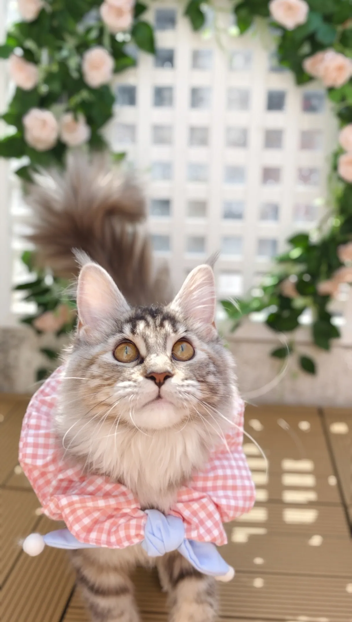 高銀玳瑁虎斑-Emily｜緬因貓(妹妹)