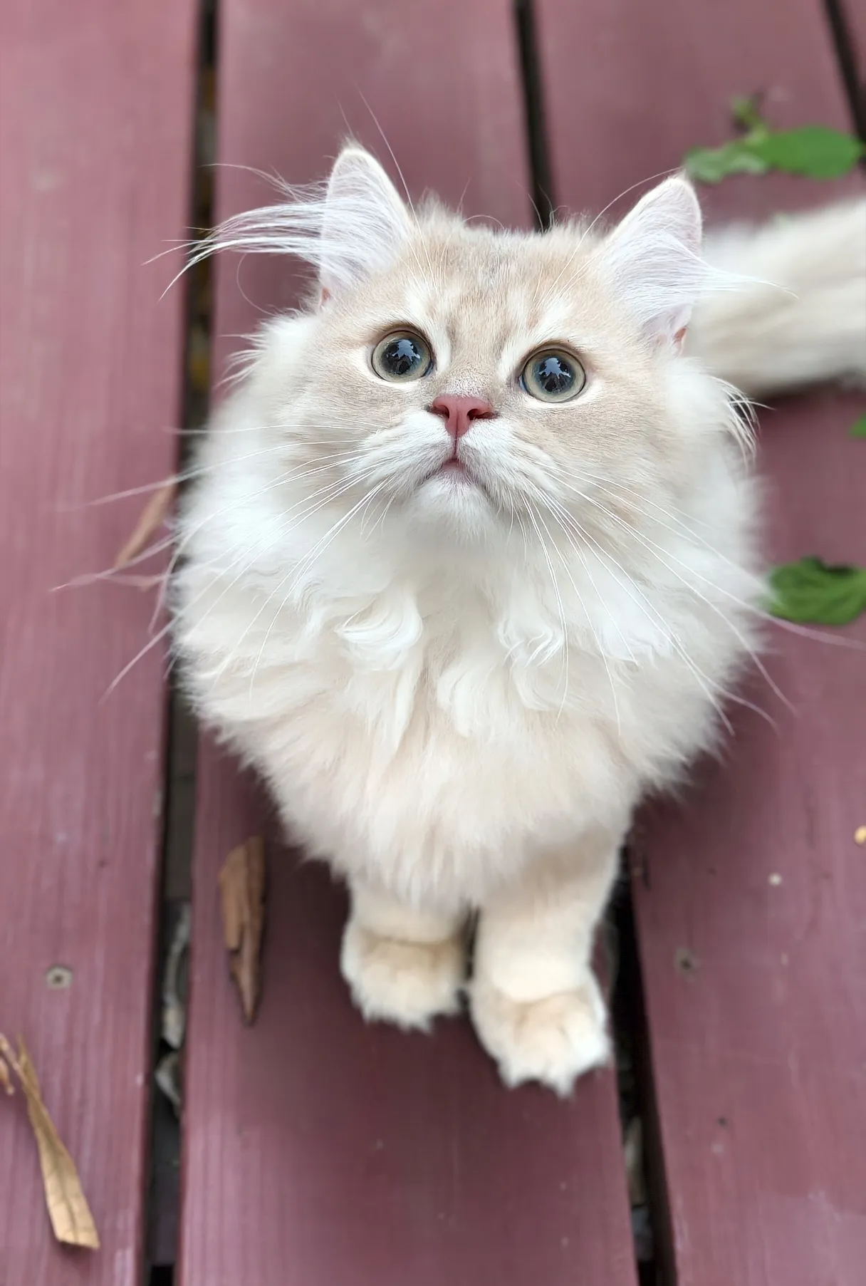 Teddy｜BLH cy 12-公