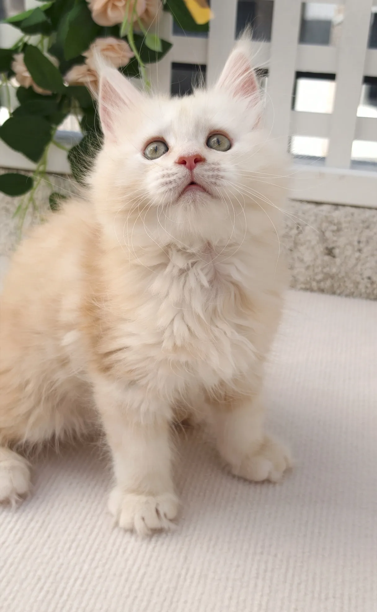 凱米爾-小布丁｜緬因貓(妹妹)