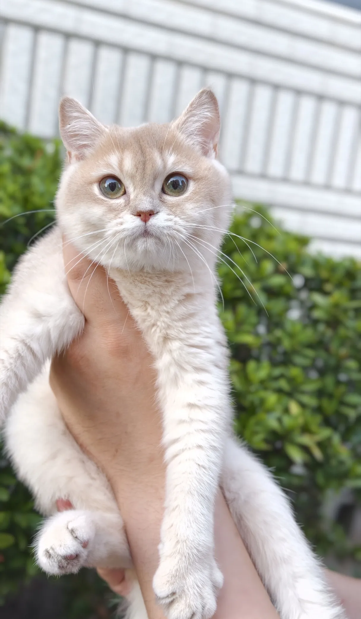 Selina｜BSH cy 12-母