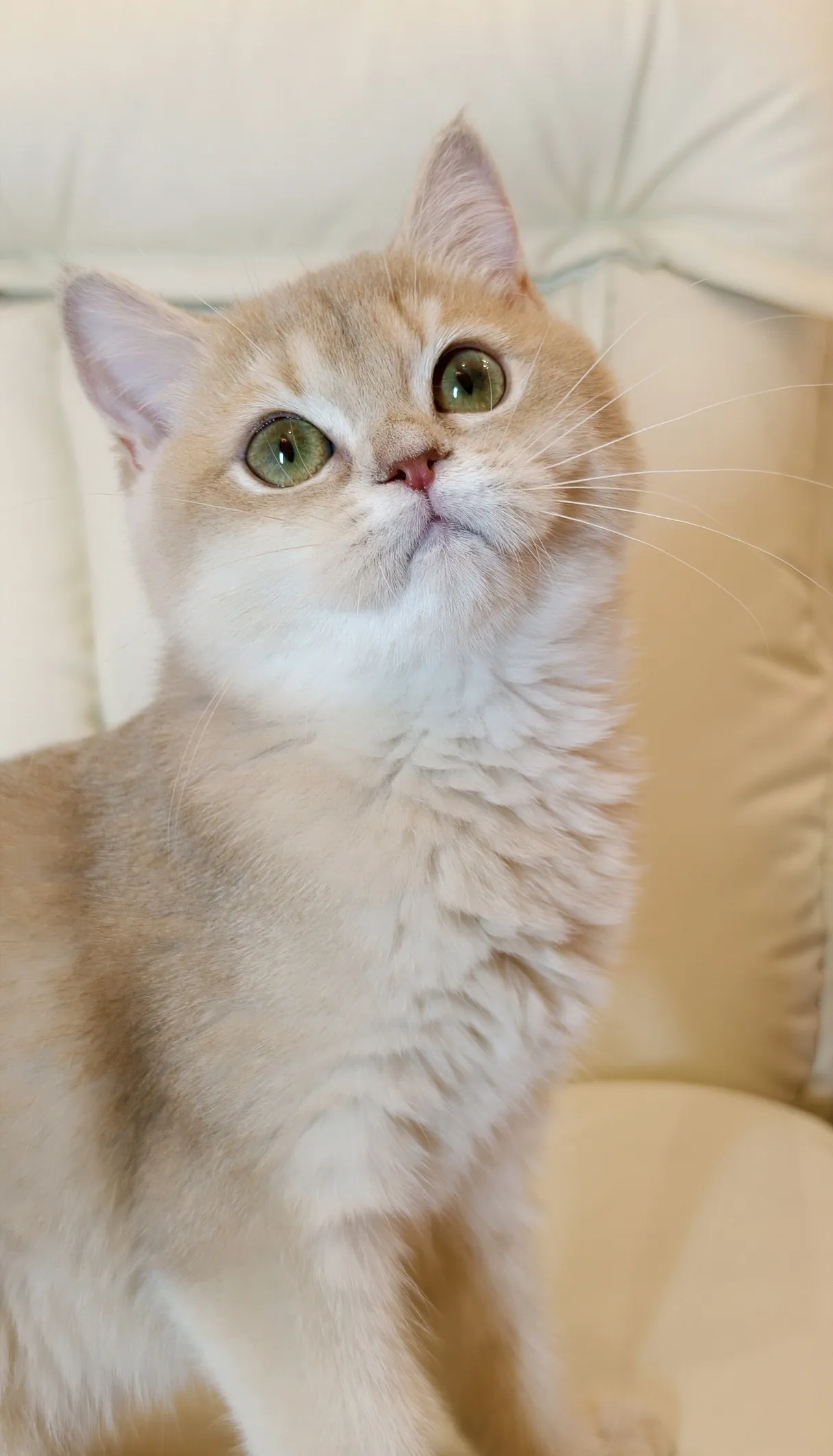 Selina｜BSH cy 12-母