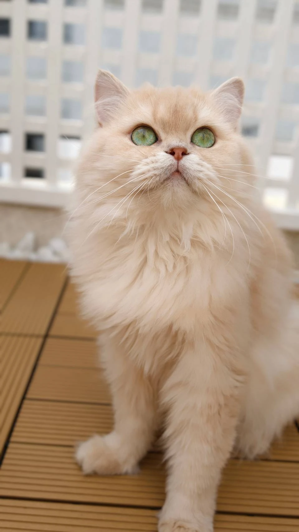 Olivia｜紫金漸層-妹妹