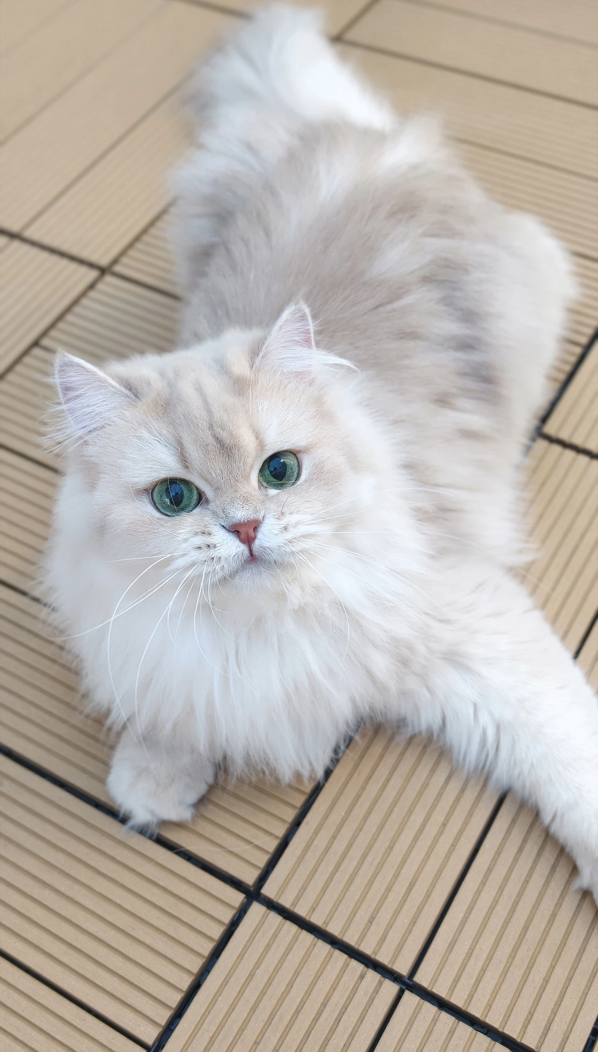 Olivia｜紫金漸層-妹妹
