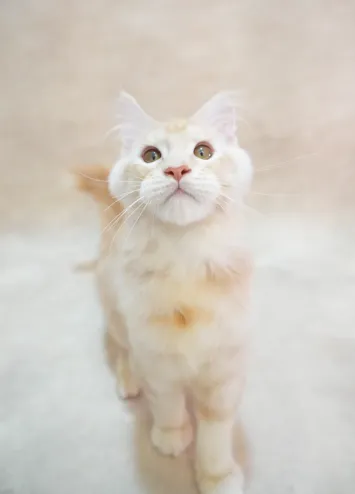 【已有家】Sunny 凱米爾緬因貓