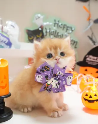 琥珀｜BLH by 12-公 