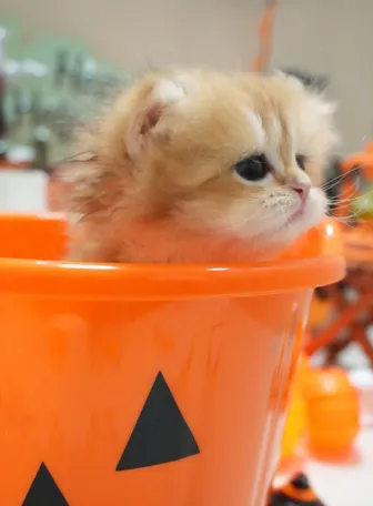 希諾｜BLH by 11-母