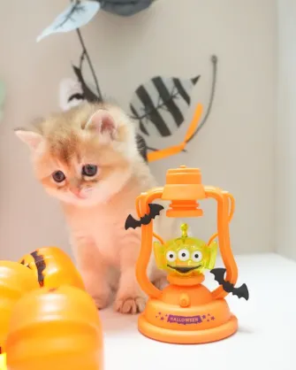 焦糖｜BSH ny 11-母