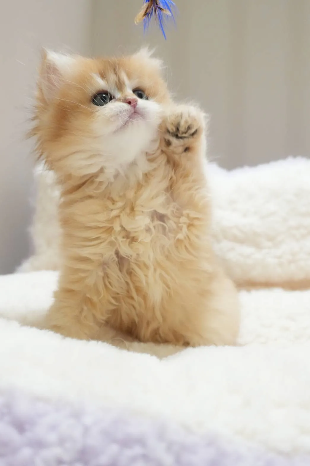 希諾｜BLH by 11-母