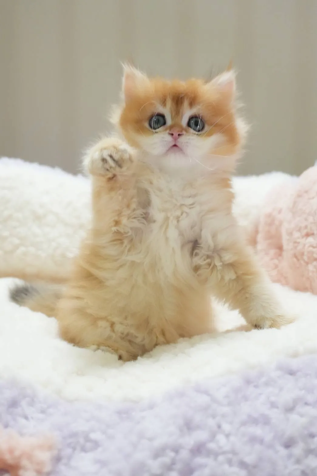 琥珀｜BLH by 12-公 