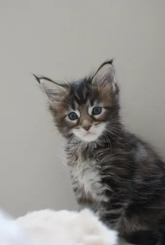 虎斑玳瑁-Rovey｜緬因貓(妹妹)