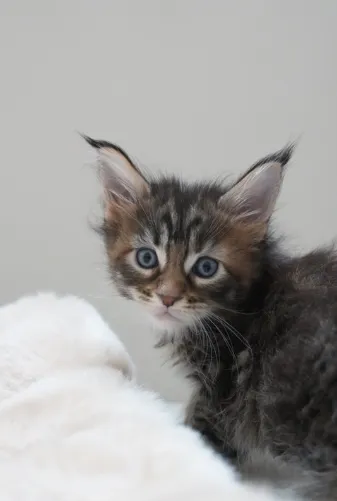 虎斑玳瑁-榛果｜緬因貓(妹妹)