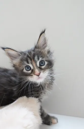 虎斑玳瑁-Marina｜緬因貓(妹妹)