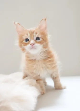 紅虎斑-雷丘｜緬因貓(弟弟)