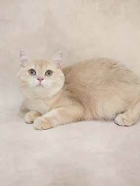 公主｜BSH cy 12-母