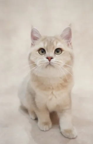 漢堡｜BSH cy 11-母