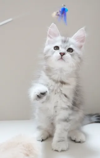 高銀黑虎斑-Luna｜緬因貓(妹妹)