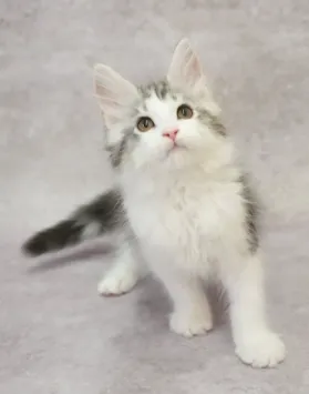 銀虎斑加白-壯壯｜緬因貓(弟弟)