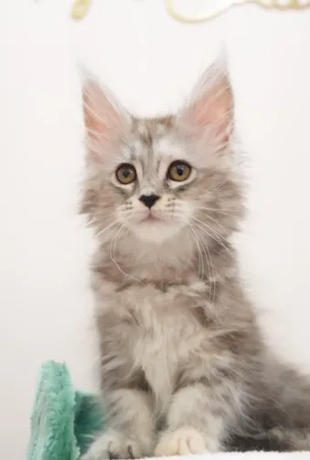 高銀玳瑁虎斑-Chiling｜緬因貓(妹妹)