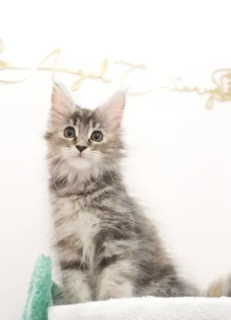 高銀玳瑁虎斑-Emily｜緬因貓(妹妹)