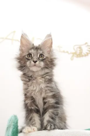 銀玳瑁虎斑-Wukong｜緬因貓(妹妹)