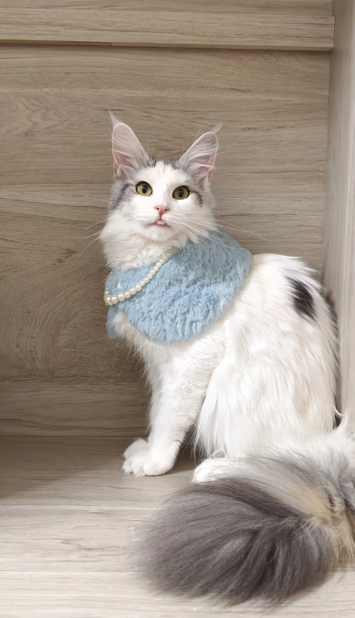 霓虹 Neon 緬因貓