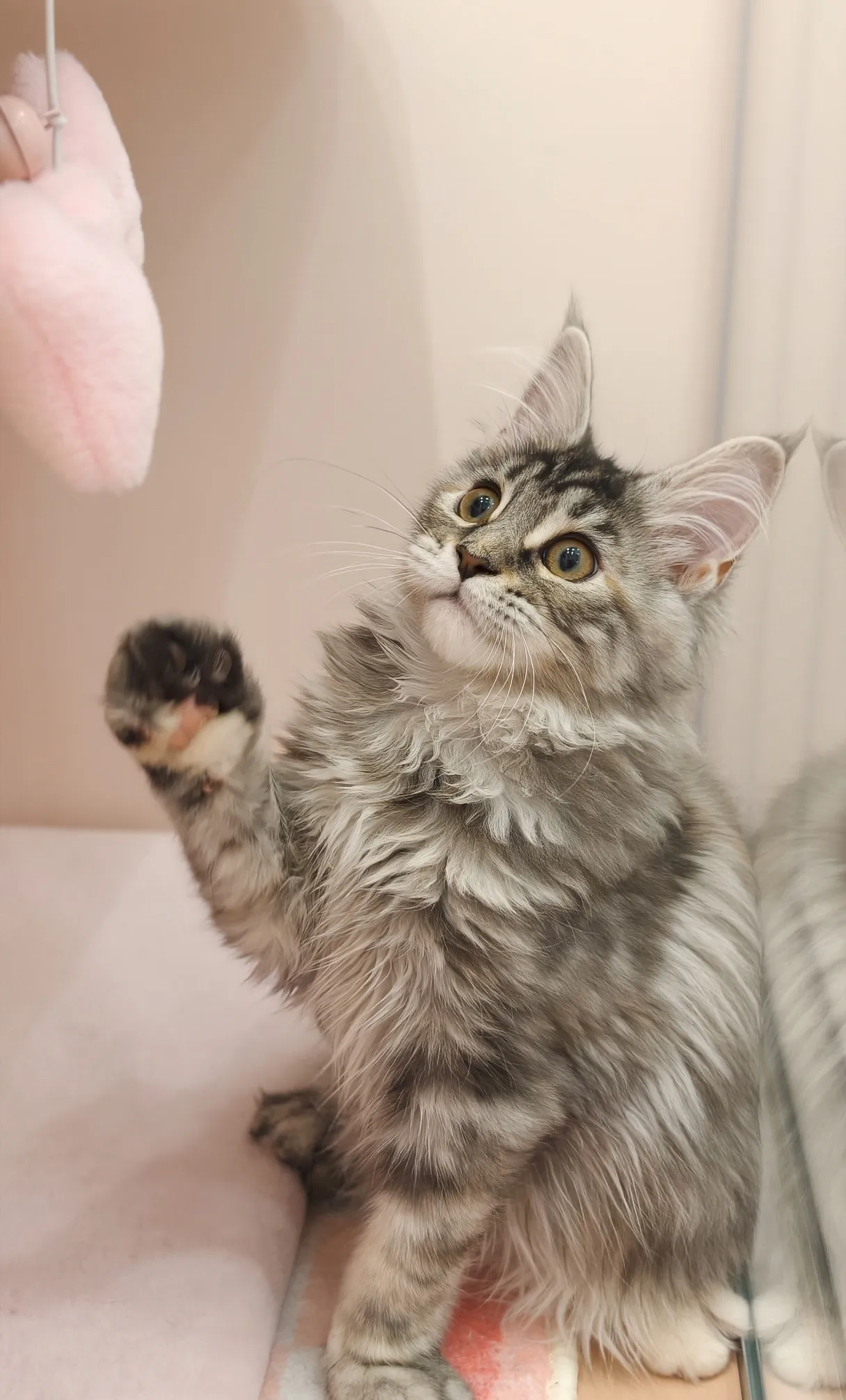 高銀玳瑁虎斑-Emily｜緬因貓(妹妹)