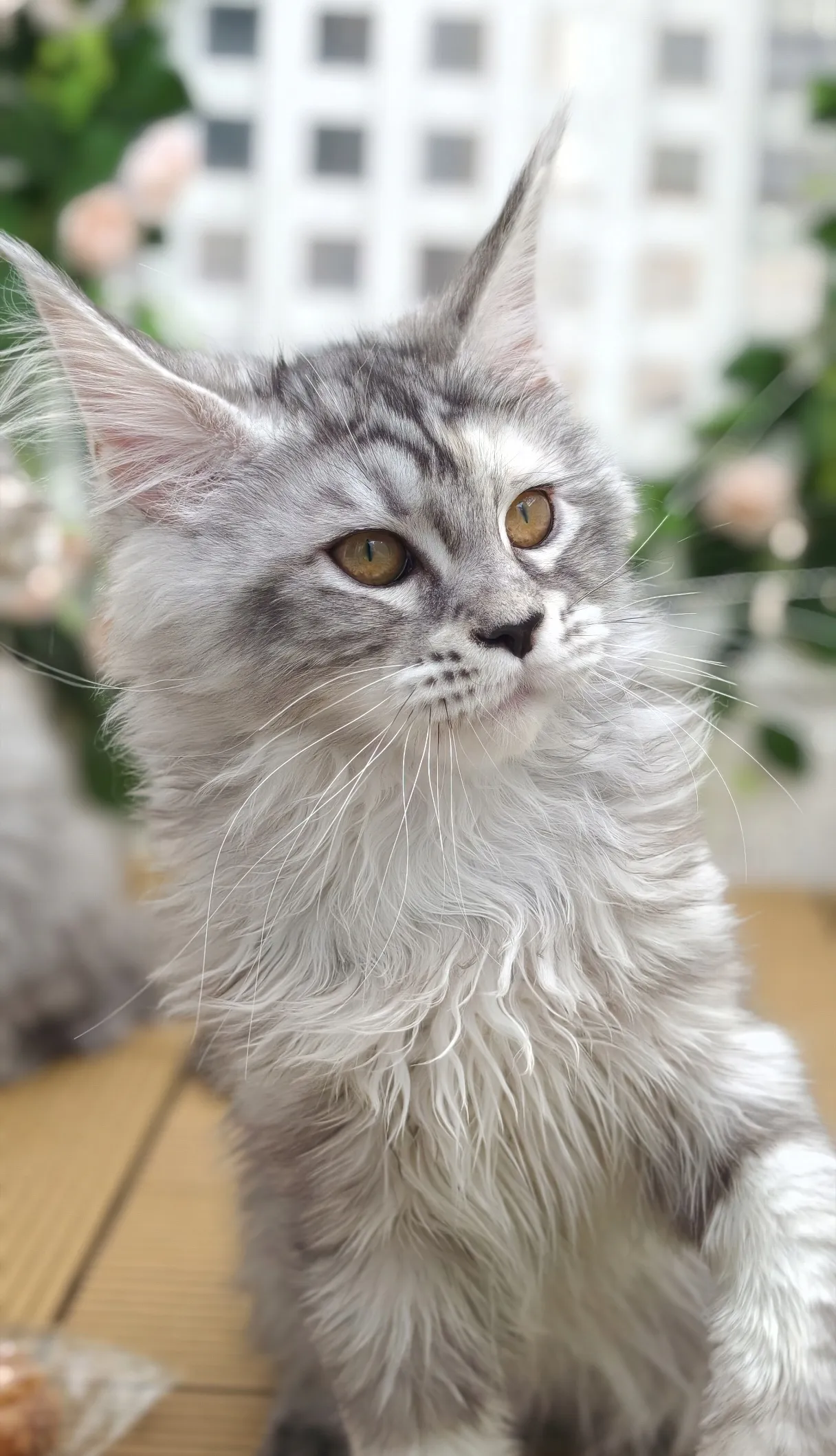 高銀玳瑁虎斑-Chiling｜緬因貓(妹妹)