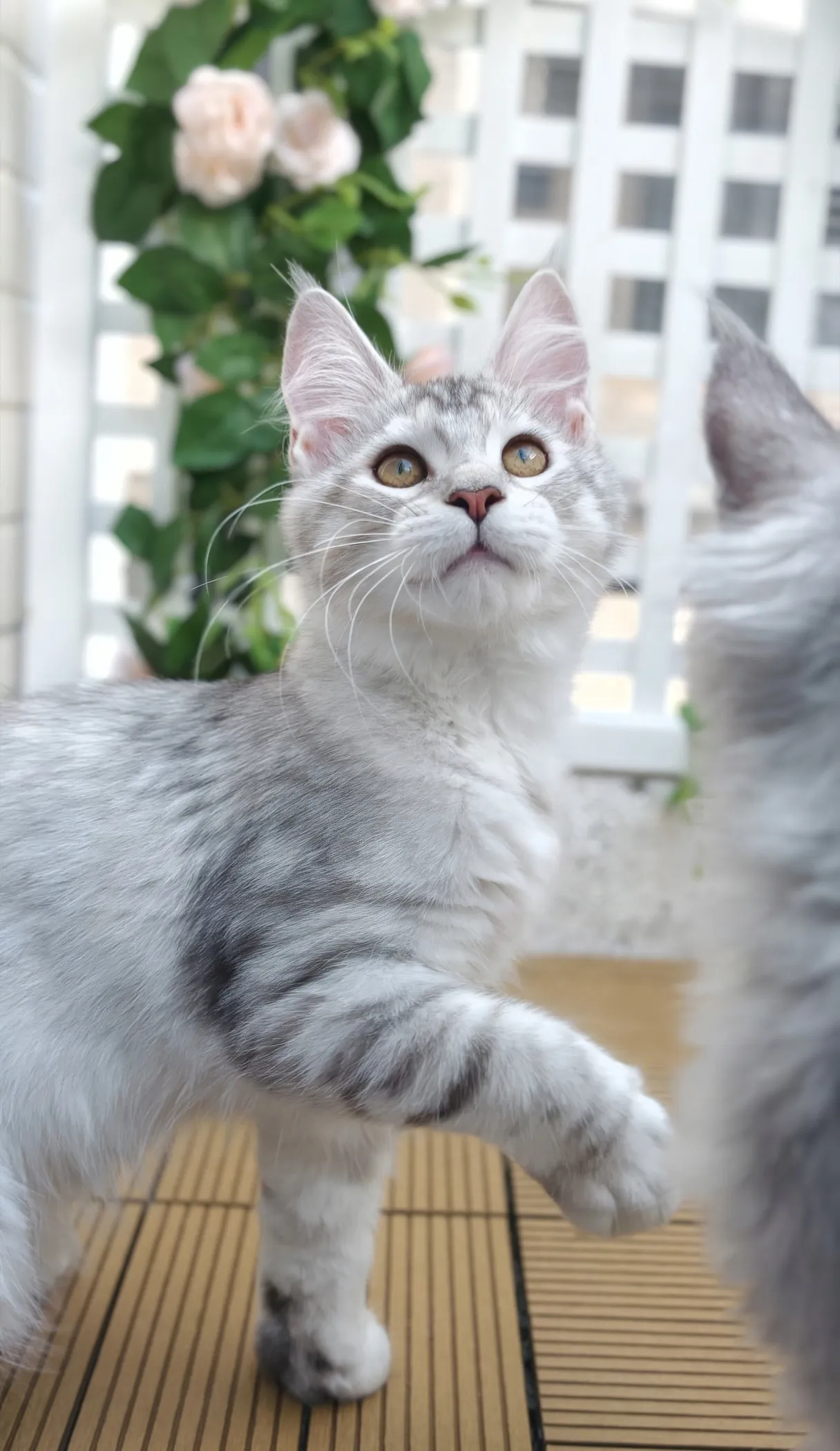 高銀黑虎斑-Luna｜緬因貓(妹妹)