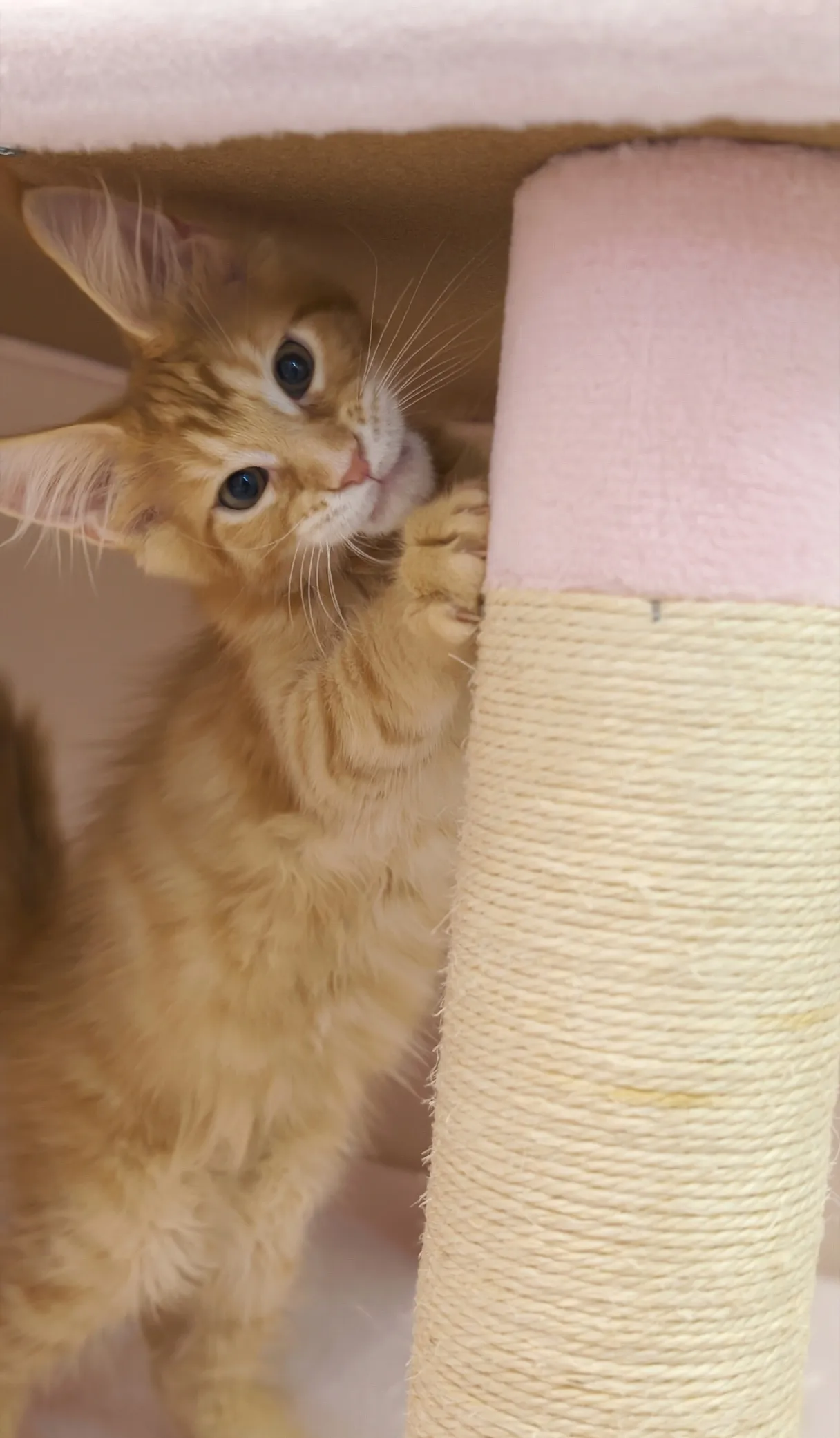 紅虎斑-雷丘｜緬因貓(弟弟)