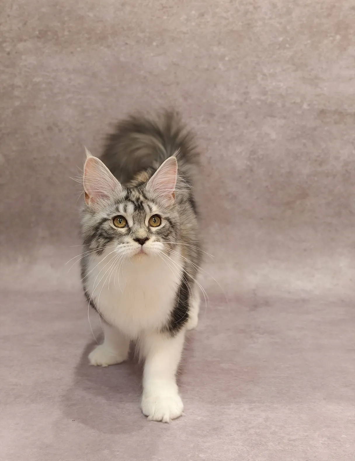 銀奶三花-Nina｜緬因貓(妹妹)