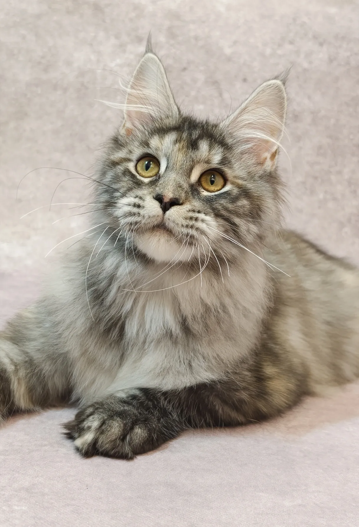 銀玳瑁虎斑-Wukong｜緬因貓(妹妹)