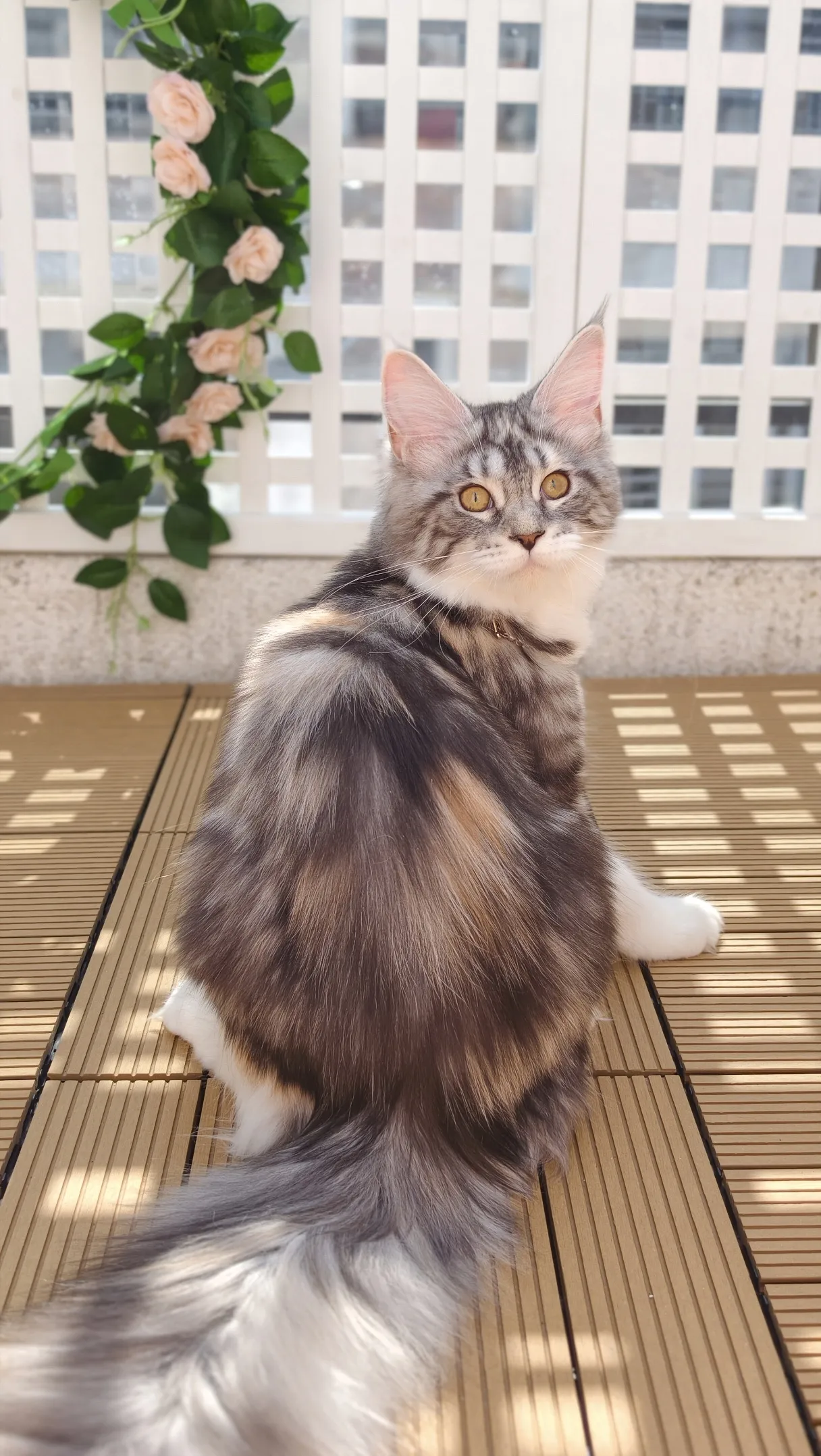 【已有家】銀奶三花-Nina｜緬因貓(妹妹)