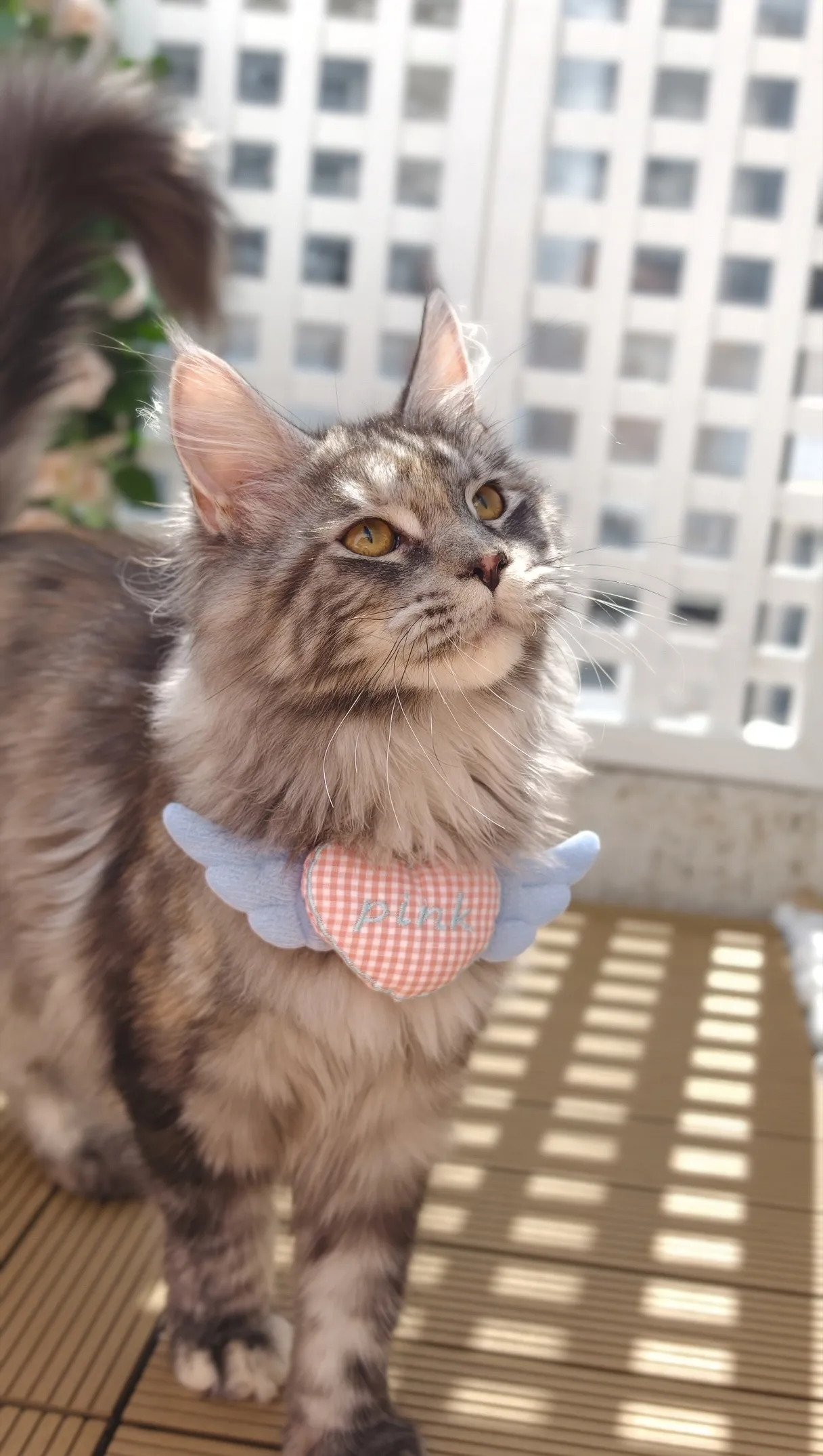 【已有家】銀玳瑁虎斑-Wukong｜緬因貓(妹妹)