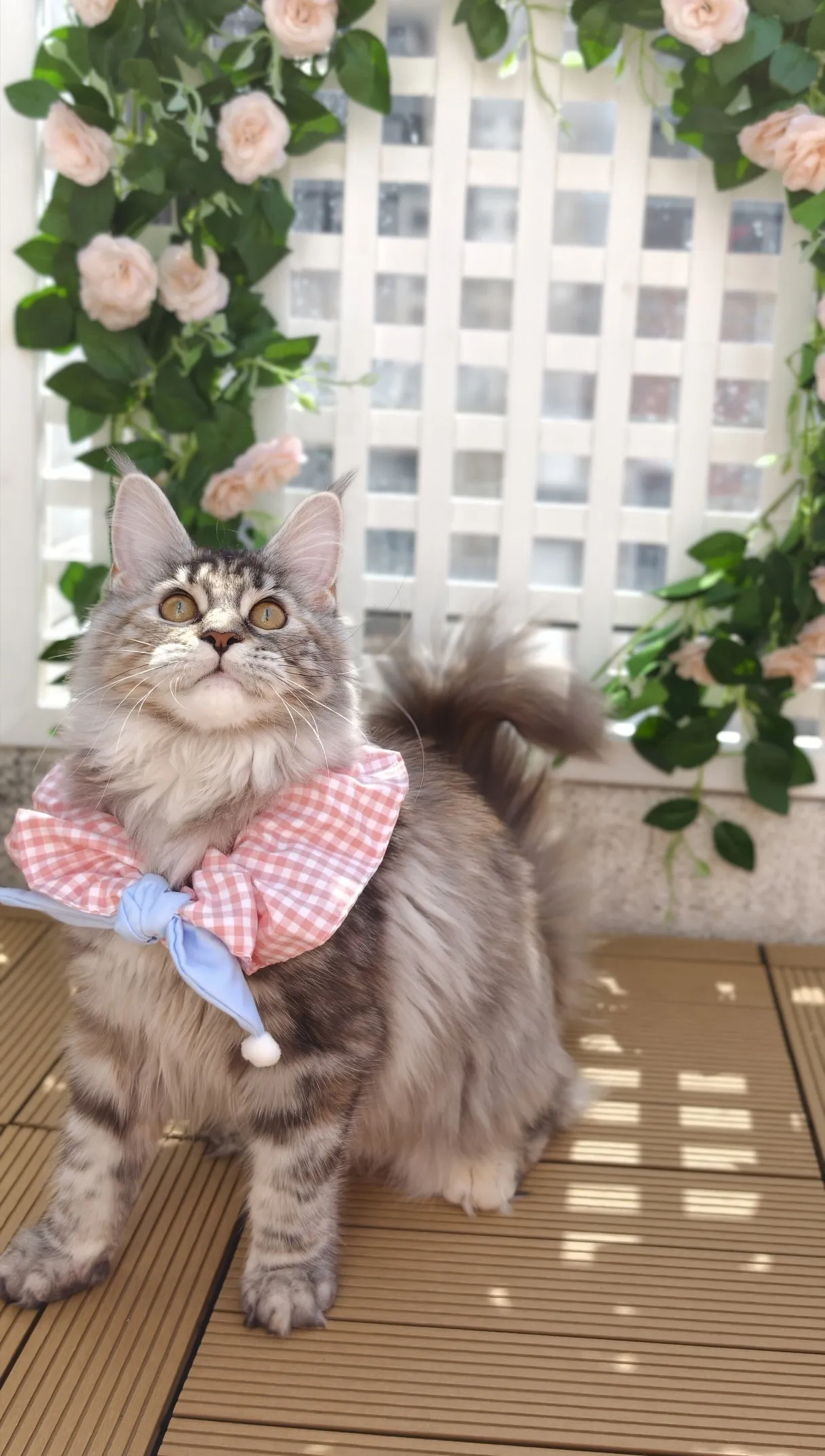 高銀玳瑁虎斑-Emily｜緬因貓(妹妹)