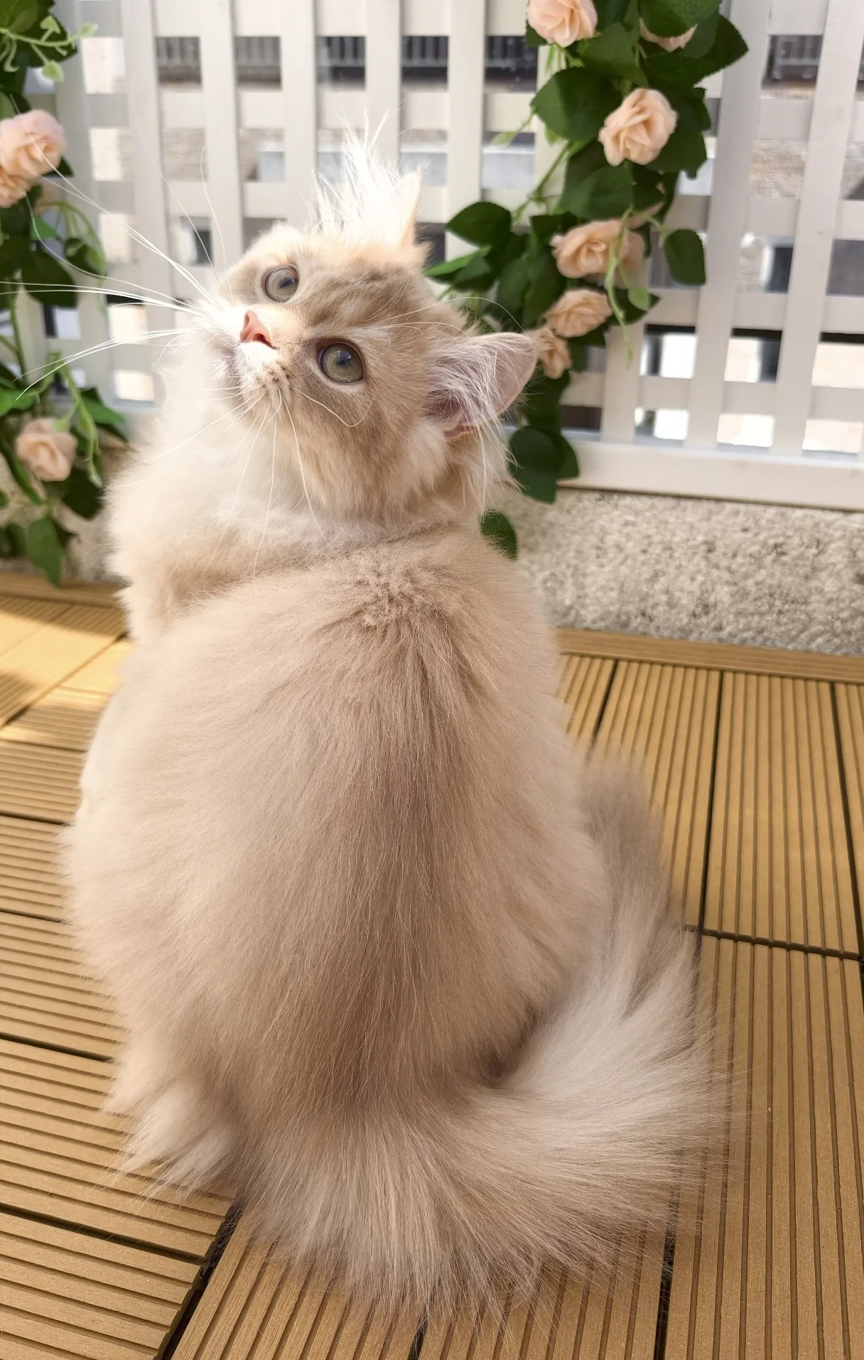 Teddy｜BLH cy 12-公