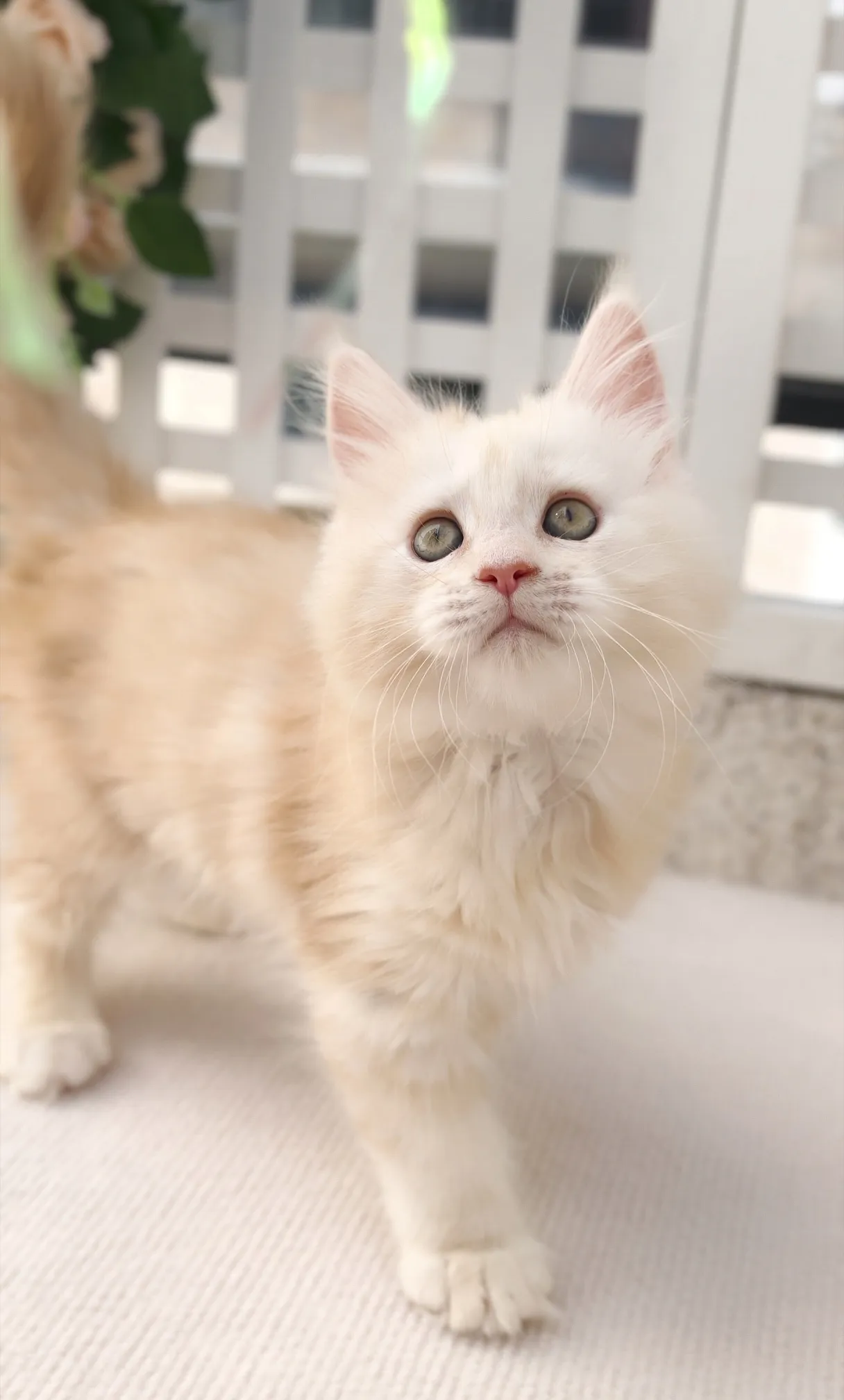 凱米爾-小布丁｜緬因貓(妹妹)