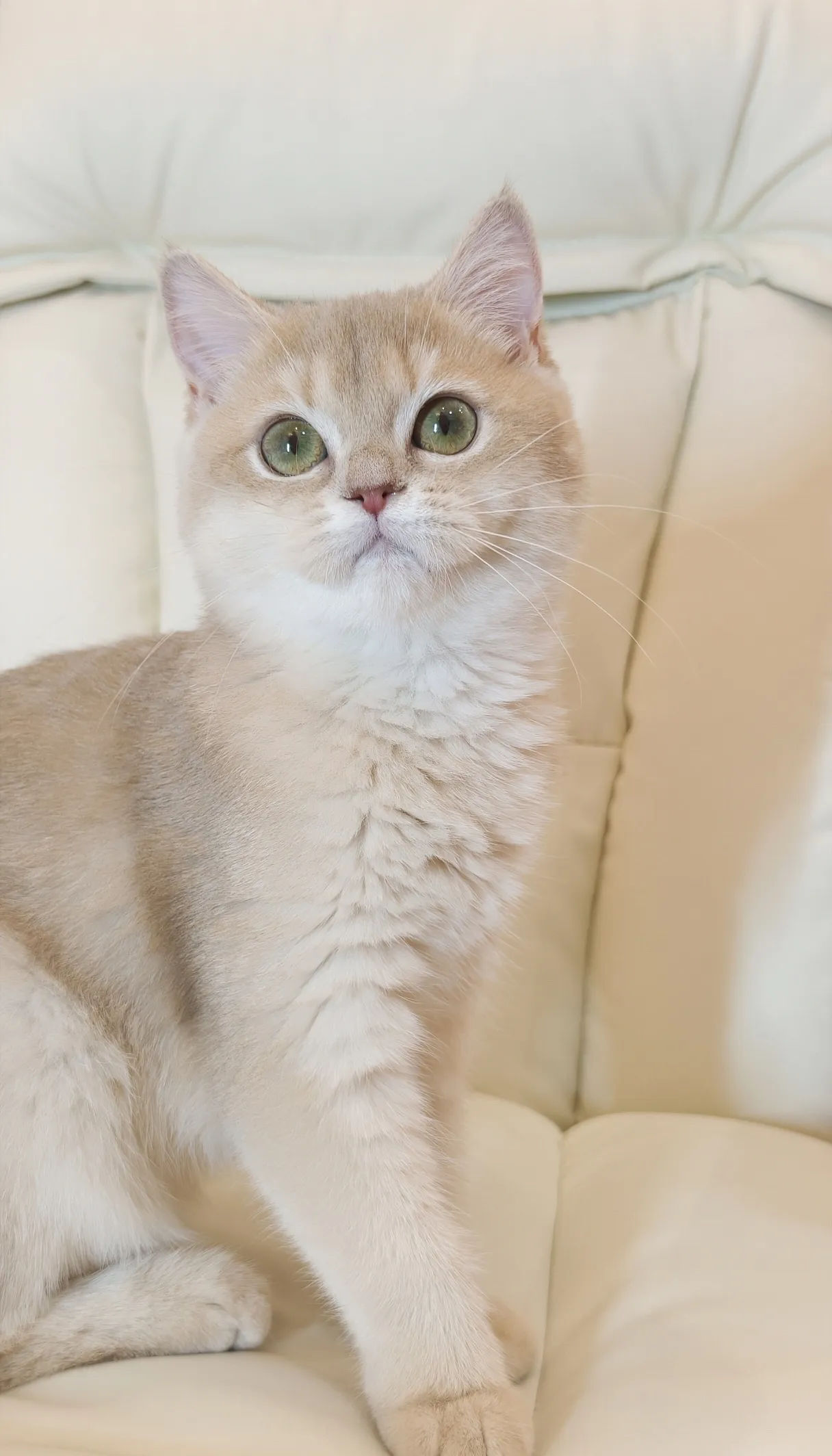 Selina｜BSH cy 12-母