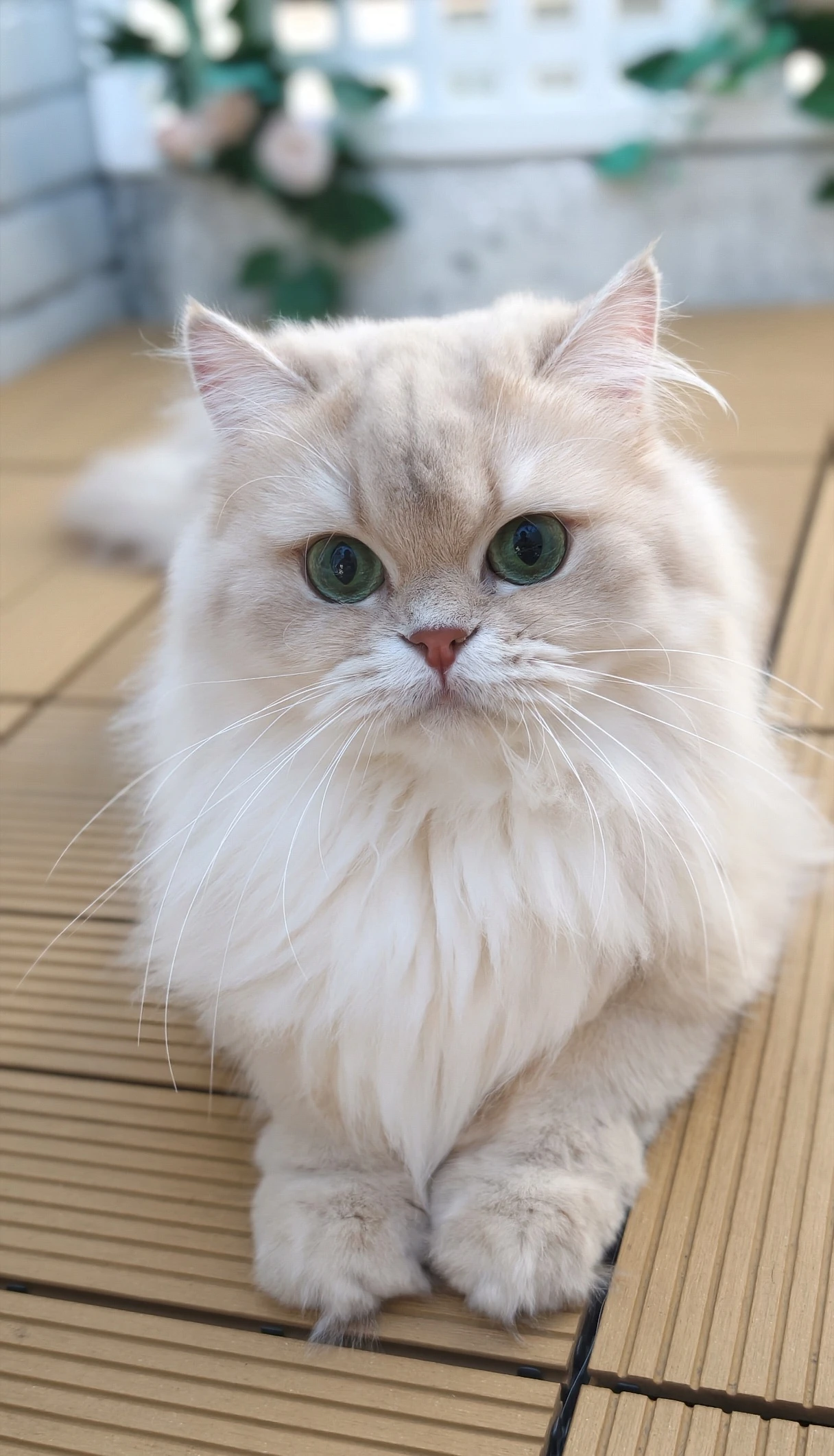 Olivia｜紫金漸層-妹妹