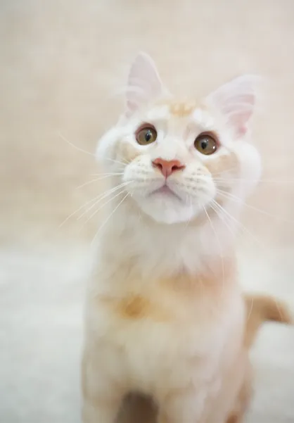 【已有家】Sunny 凱米爾緬因貓