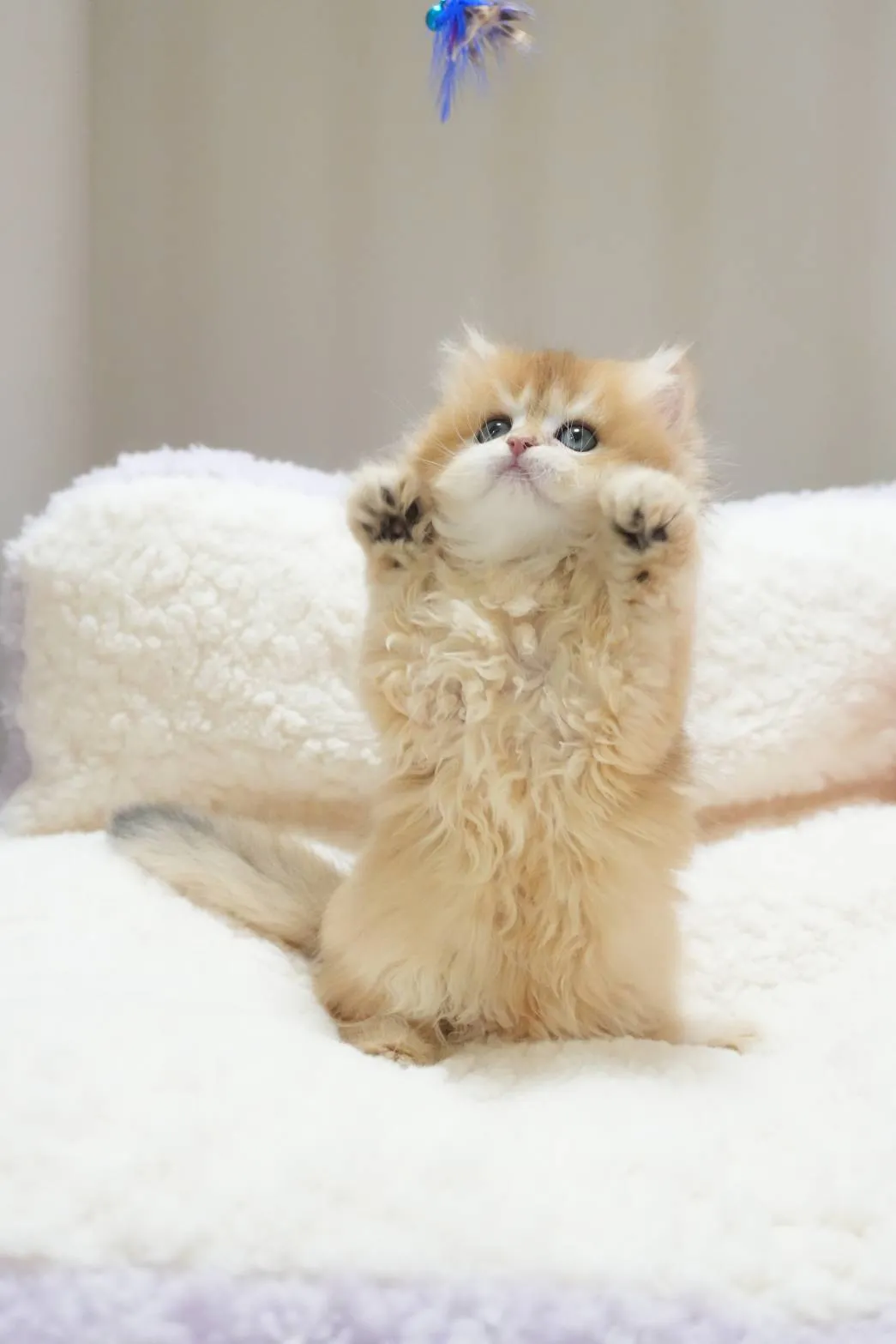 希諾｜BLH by 11-母