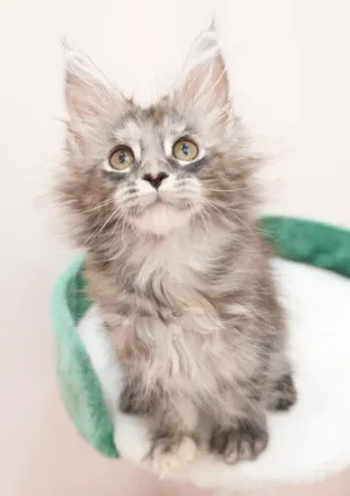 銀玳瑁虎斑-Wukong｜緬因貓(妹妹)