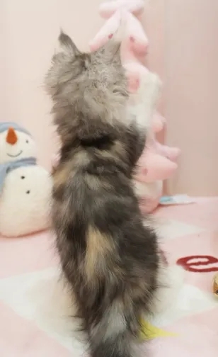 銀奶三花-Nina｜緬因貓(妹妹)