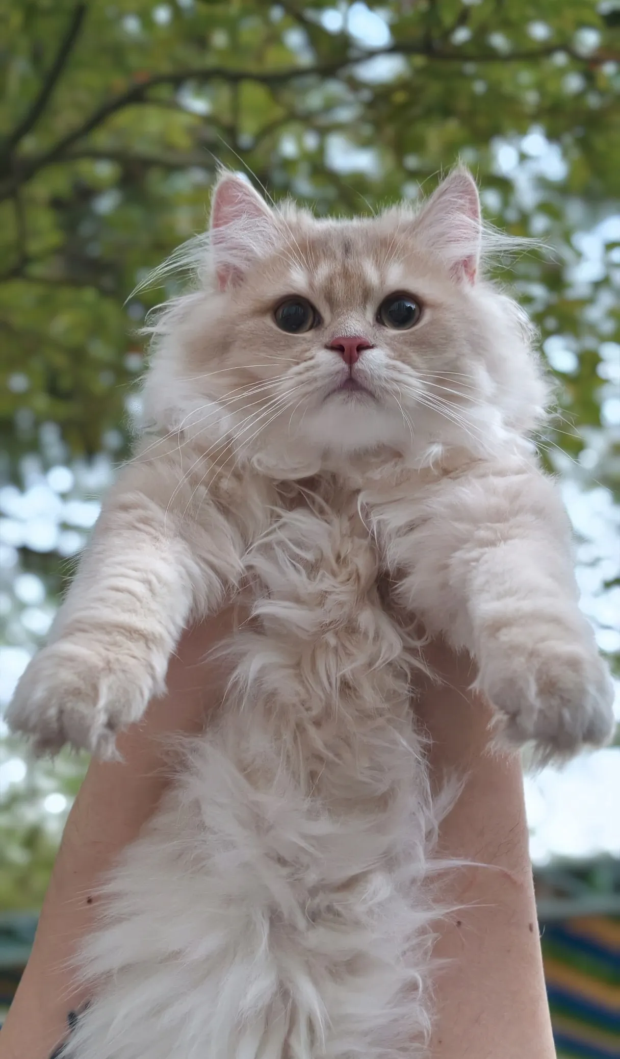 Teddy｜BLH cy 12-公