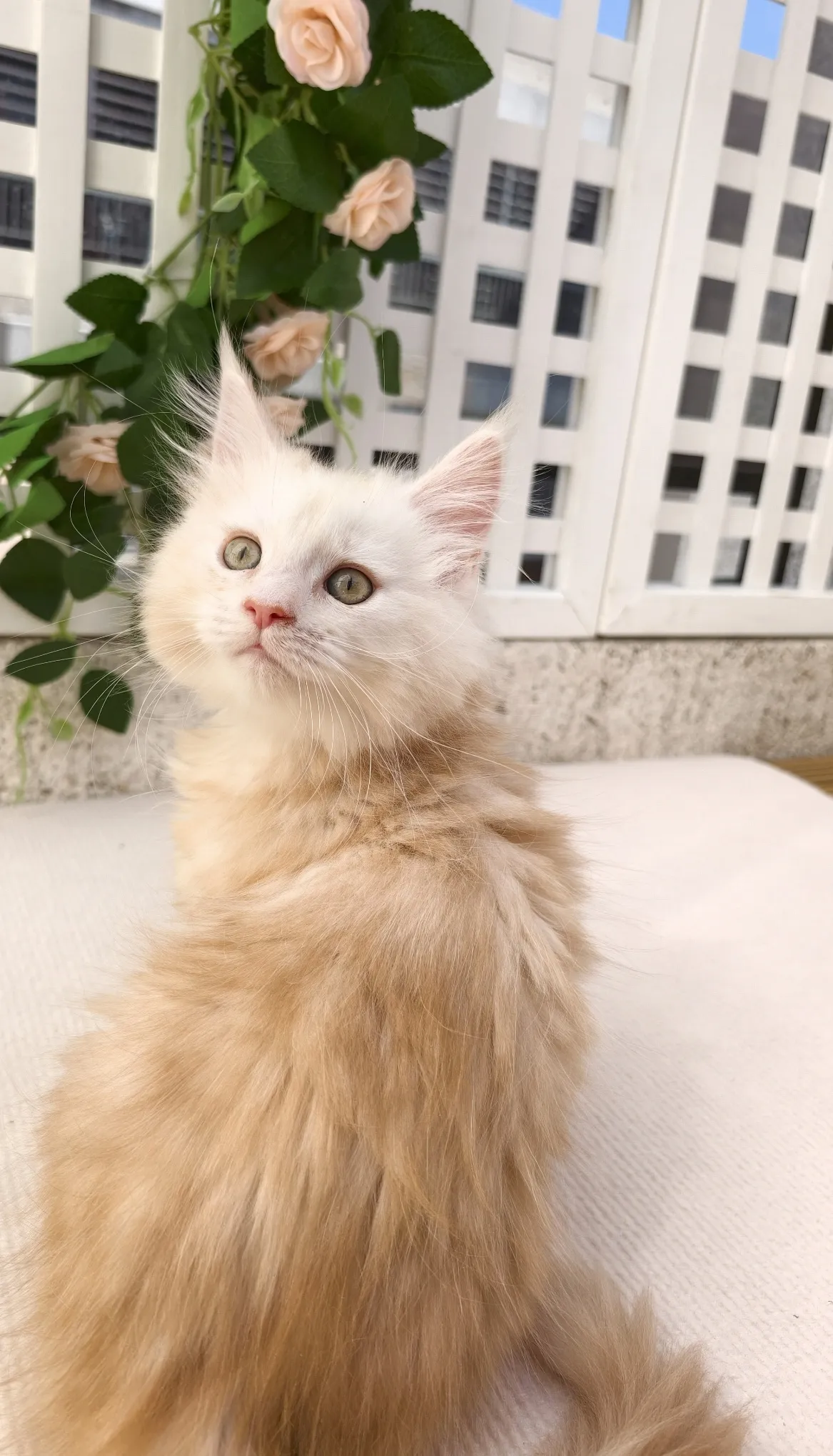 凱米爾-小布丁｜緬因貓(妹妹)