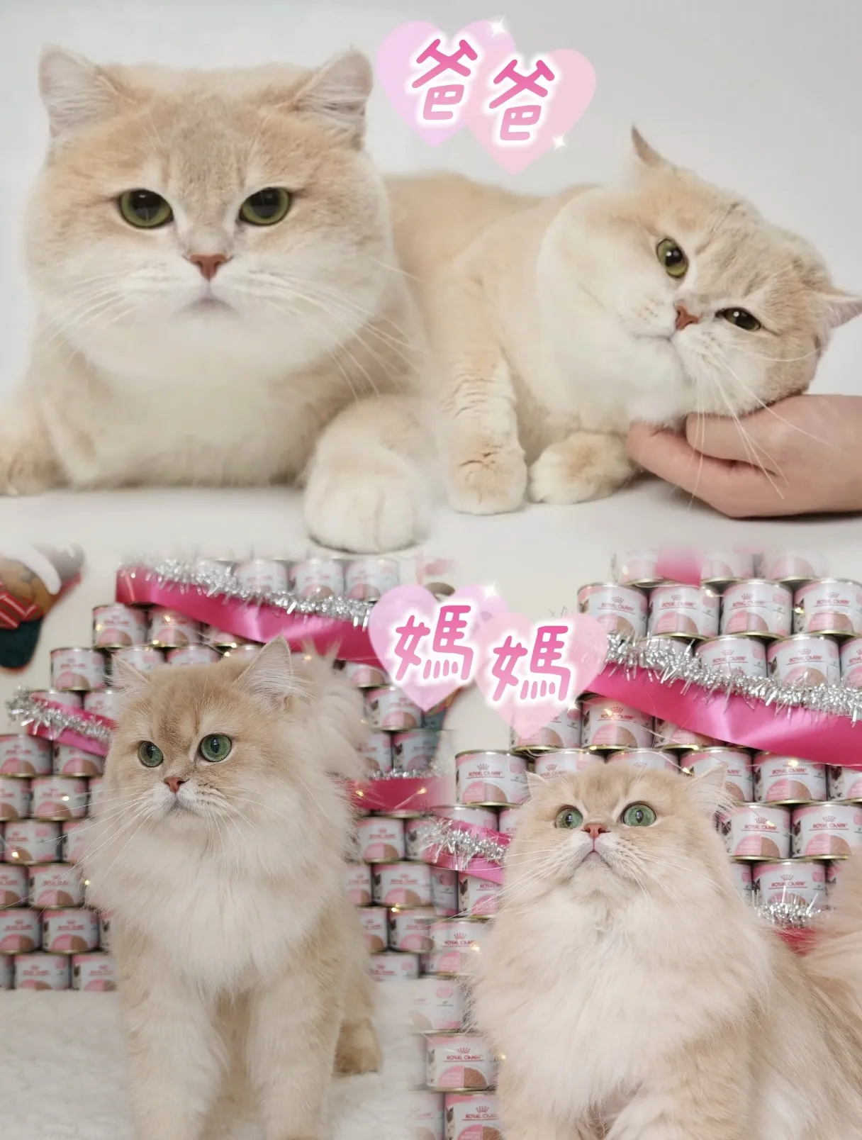 Teddy｜BLH cy 12-公