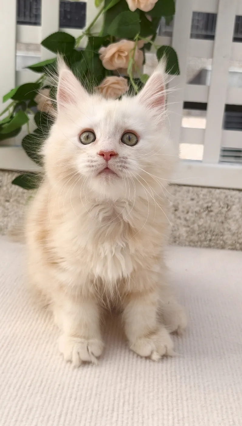 凱米爾-小布丁｜緬因貓(妹妹)