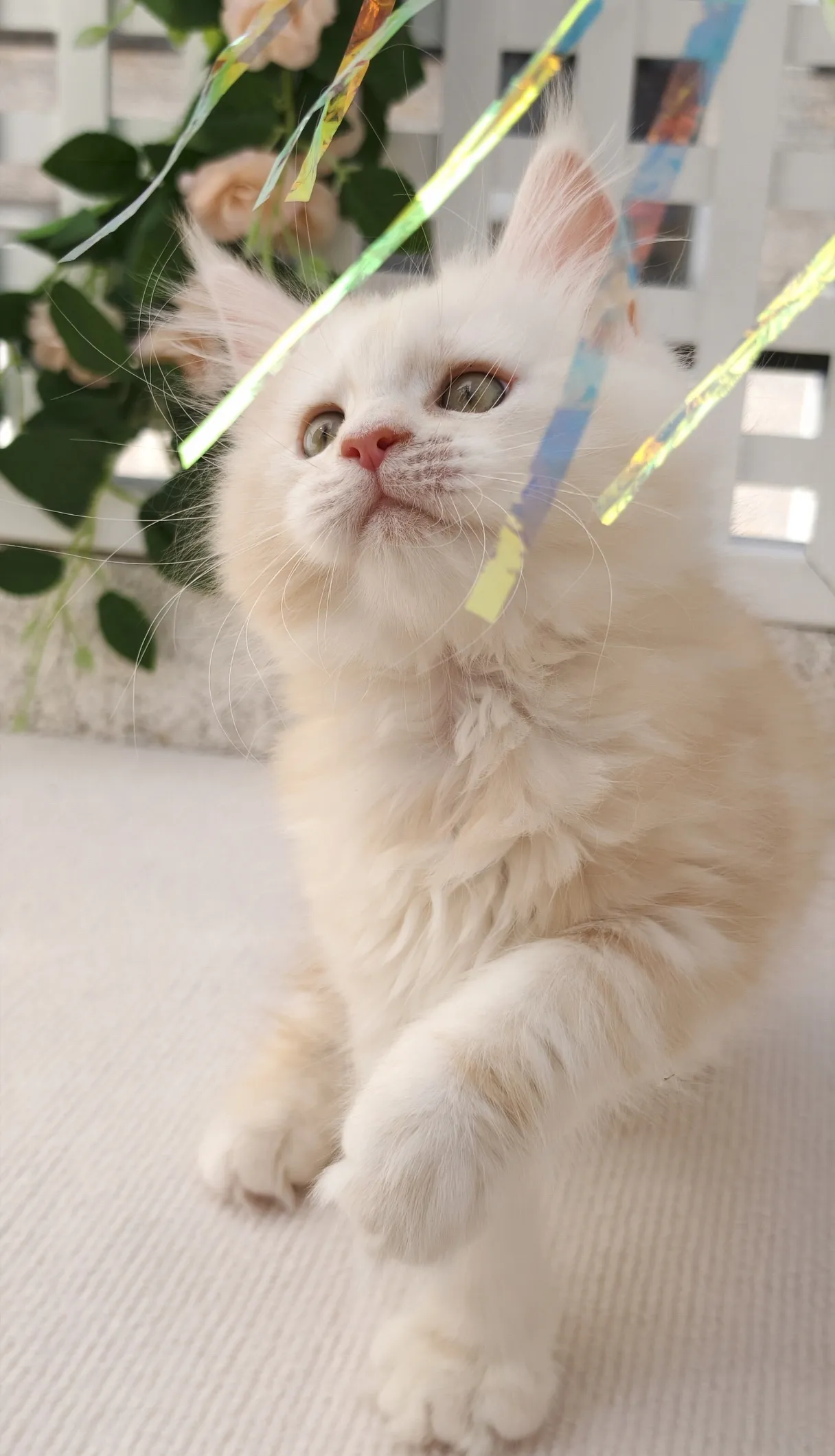 凱米爾-小布丁｜緬因貓(妹妹)