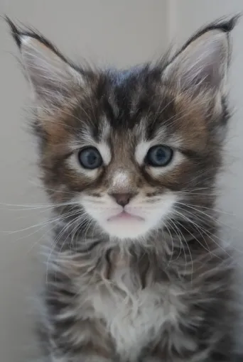 虎斑玳瑁-Rovey｜緬因貓(妹妹)