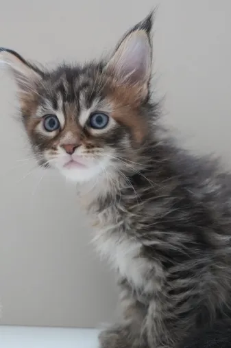 虎斑玳瑁-榛果｜緬因貓(妹妹)