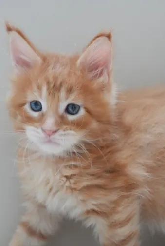 紅虎斑-雷丘｜緬因貓(弟弟)